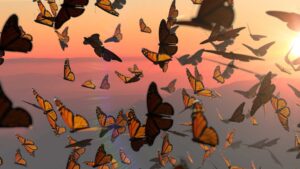monarch migration