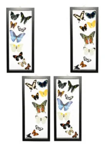 About Us - Butterfly-Connection-Sample-Frame-Sets-100