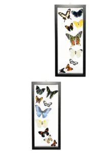 About Us - Butterfly-Connection-Sample-Frame-Sets-101