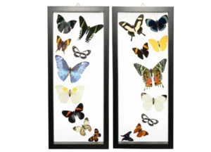 About Us - Butterfly-Connection-Sample-Frame-Sets-102