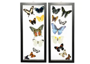 About Us - Butterfly-Connection-Sample-Frame-Sets-103