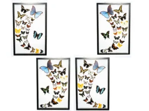 About Us - Butterfly-Connection-Sample-Frame-Sets-104