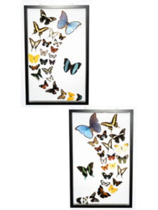 Butterfly-Connection-Sample-Frame-Sets-105