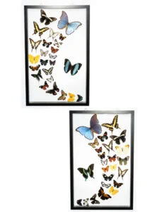 About Us - Butterfly-Connection-Sample-Frame-Sets-105