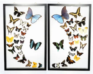 About Us - Butterfly-Connection-Sample-Frame-Sets-106