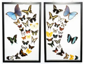 About Us - Butterfly-Connection-Sample-Frame-Sets-107