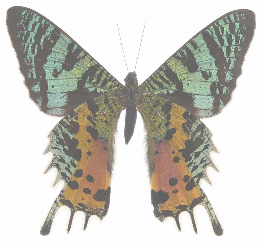 Real Madagascar Sunset Moth Framed 6x6 Urania Ripheus Butterfly Wall Art Exotic Insect Specimen Nature Decor Unique Gift - Real Madagascar Sunset Moth Framed 6x6 Urania Ripheus Butterfly Wall Art Exotic Insect Specimen Nature Decor Unique Gift - Image 2