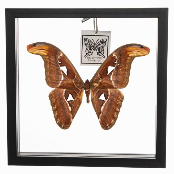 - The Butterfly Connection - 1 Atlas Moth 11 X 11