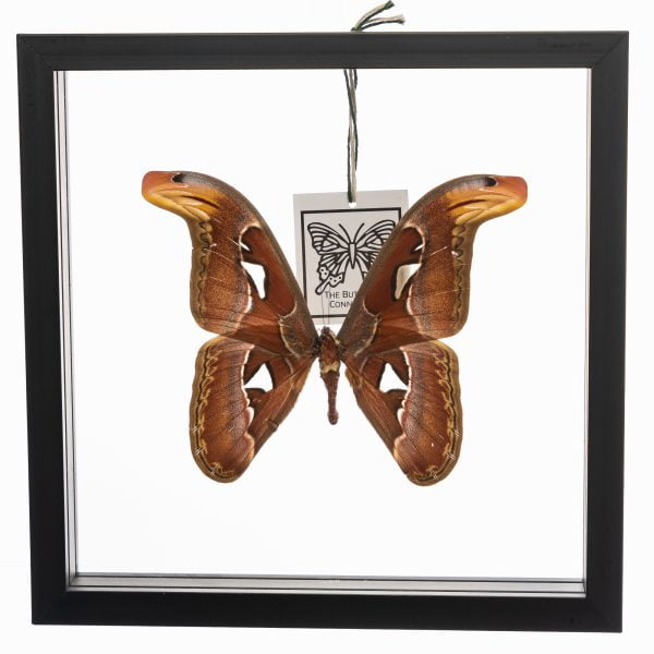 - The Butterfly Connection - 1 Atlas Moth 11 X 11
