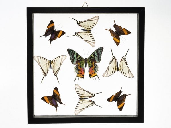 - The Butterfly Connection - 9 Count Real Glass Framed Butterfly 11 x 11