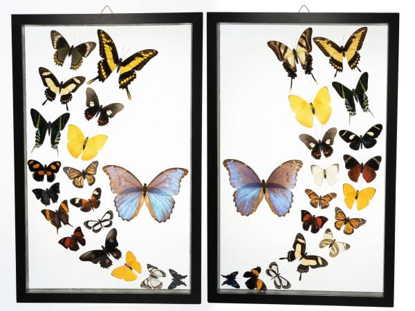 - The Butterfly Connection - 36 Count Real Glass Framed Butterfly set 19 x 24
