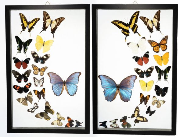 - The Butterfly Connection - 36 Count Real Glass Framed Butterfly set 19 x 24