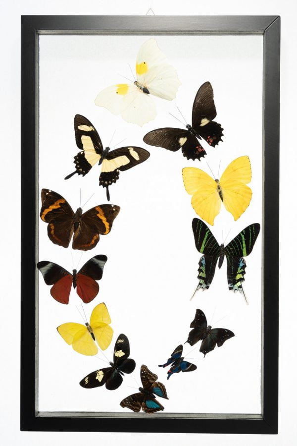 - The Butterfly Connection - 12 Count Real Glass Framed Butterfly 16 x 10
