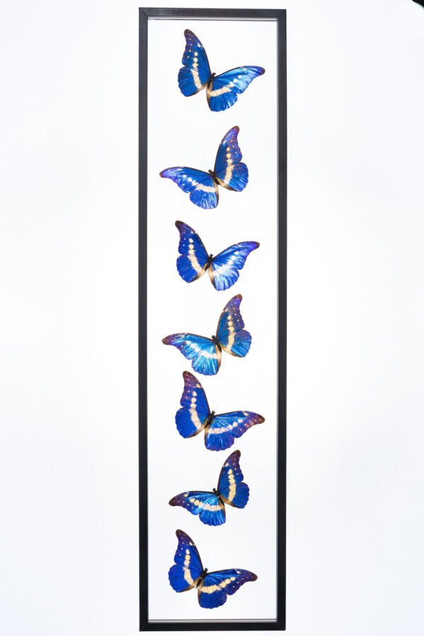 - The Butterfly Connection - 7 Count Helena Morpho Limited Edition Real Glass Framed Butterflies 8x36