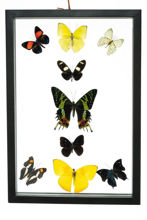 - The Butterfly Connection - 9 Count Real Framed Butterflies (13x9) 1 Riphuso + 8 mixed butterflies