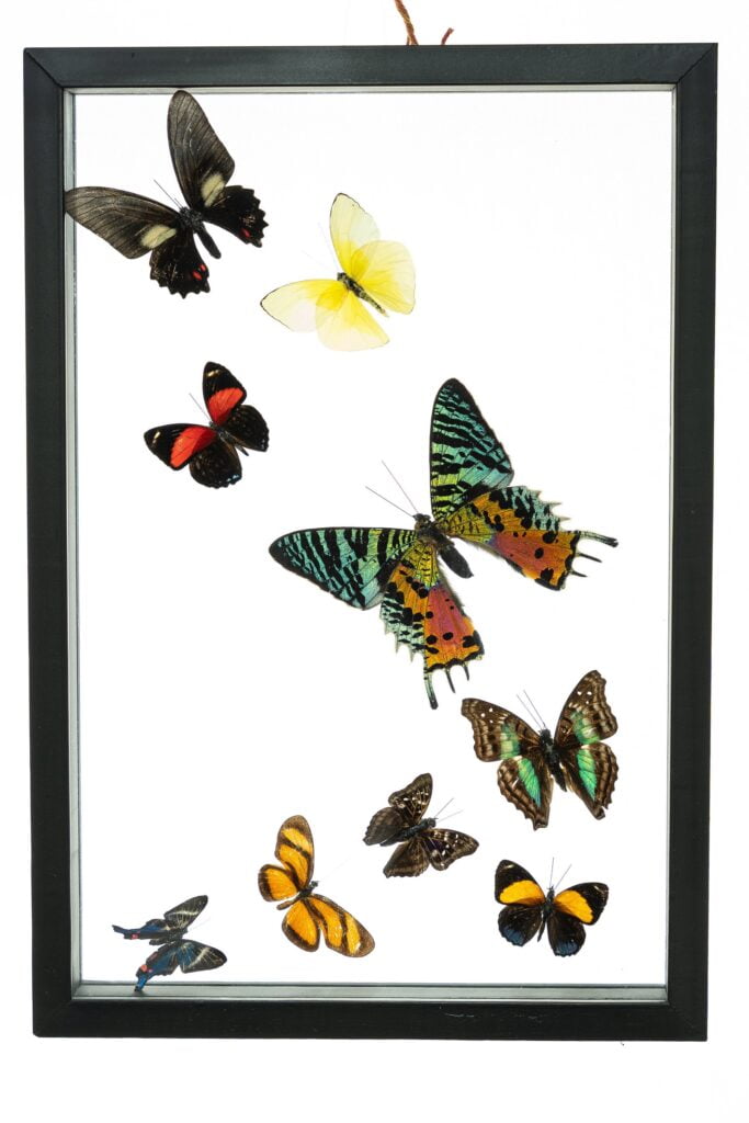 Real Butterfly Framed Wall Art Free Shipping 9 Count Real Framed Butterflies (13x9) 1