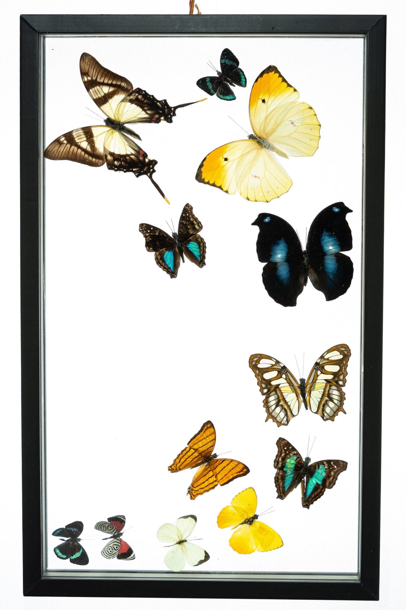 Real Butterfly Framed Wall Art Free Shipping 12 Count Real Framed