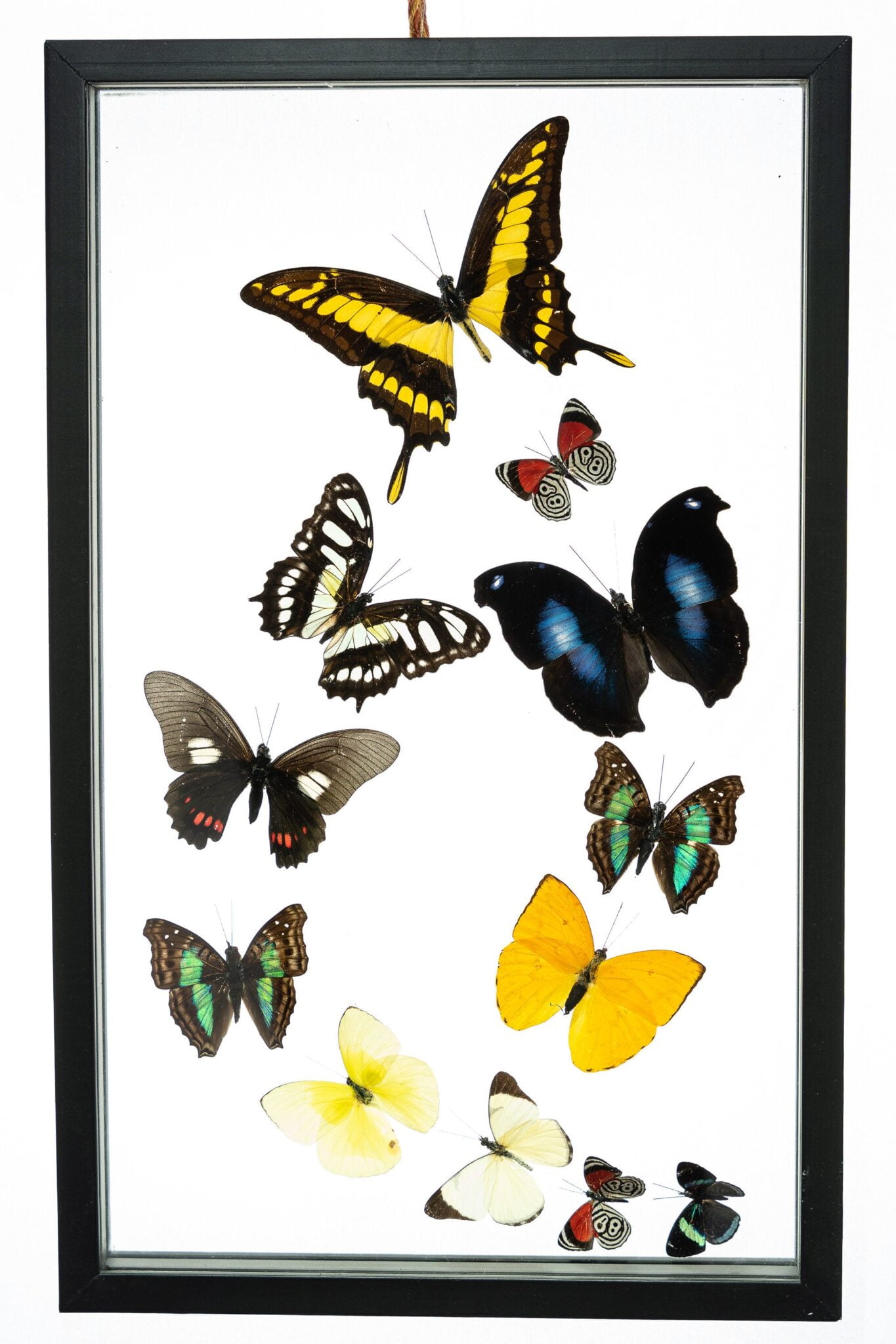 Real Butterfly Framed Wall Art Free Shipping 12 Count Real Framed Butterflies (16x10) 12