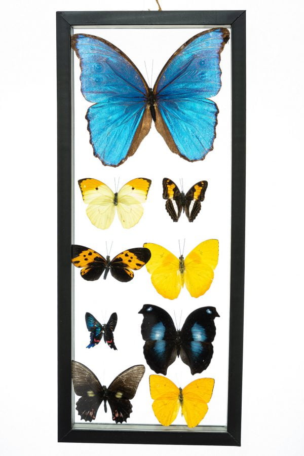 - The Butterfly Connection - 9 Count Real Framed Butterflies (16x7) 1 Morpho 8 mixed butterflies