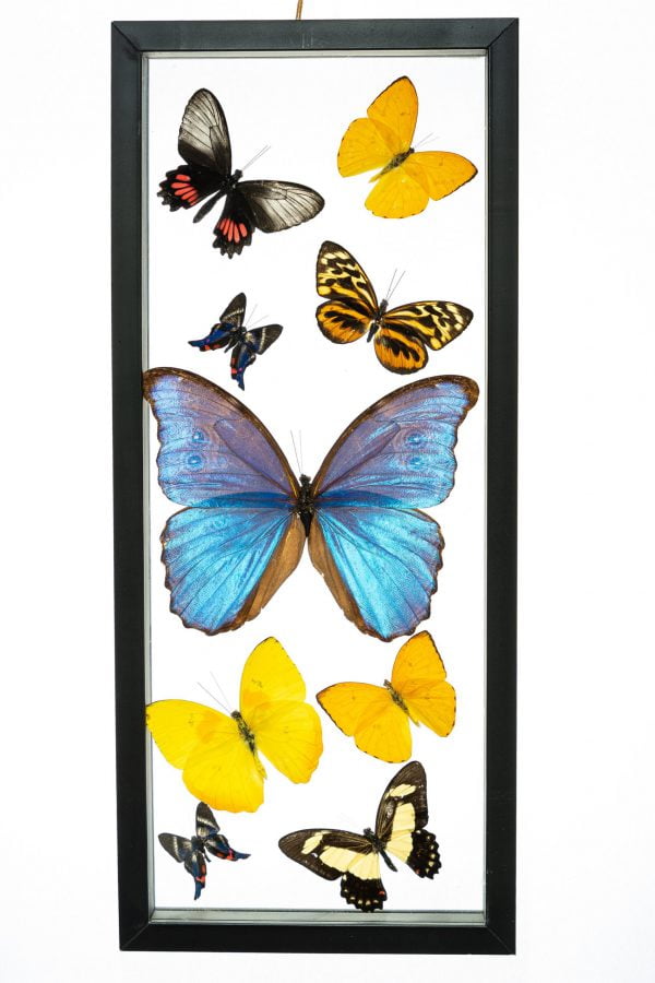 - The Butterfly Connection - 9 Count Real Framed Butterflies (16x7) 1 Morpho 8 mixed butterflies