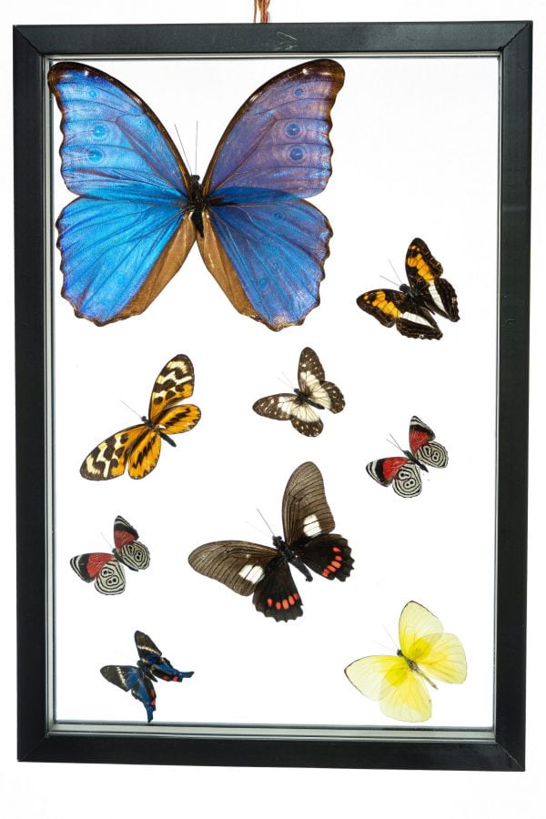 - The Butterfly Connection - 9 Count Real Framed Butterflies (13x9) 1 Morpho 1 Fine Small 7 mixed butterflies
