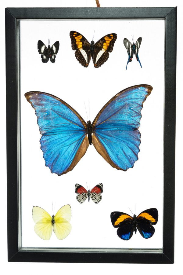 - The Butterfly Connection - 7 Count Real Framed Butterflies (12x8) 1 Morpho 6 mixed butterflies