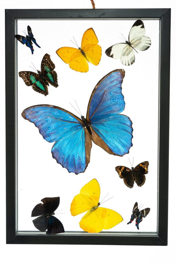 - The Butterfly Connection - 9 Count Real Framed Butterflies (16x7) 1 Morpho + 8 mixed butterflies