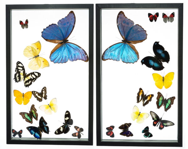 - The Butterfly Connection - 24 Count Real Framed Butterflies (32x20) 2 Morpho + 22 mixed butterflies