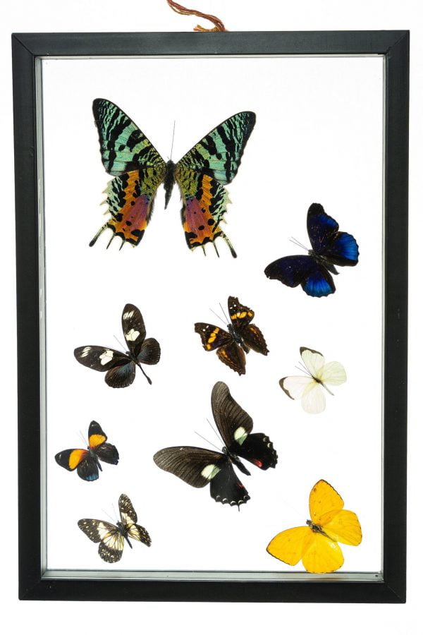 - The Butterfly Connection - 9 Count Real Framed Butterflies (13x9) 1 Riphuso + 8 mixed butterflies