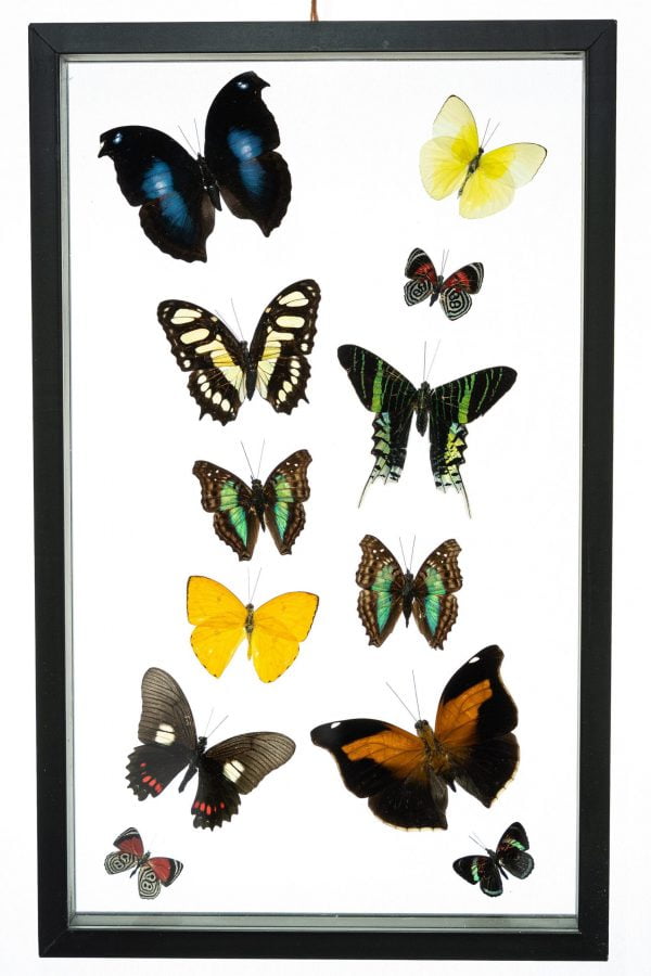 - The Butterfly Connection - 12 Count Real Framed Butterflies (16x10) 12 mixed butterflies