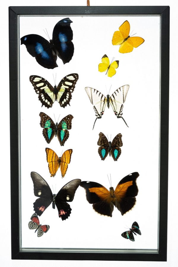 - The Butterfly Connection - 12 Count Real Framed Butterflies (16x10) 12 mixed butterflies