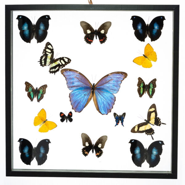 - The Butterfly Connection - 15 Count Real Framed Butterflies (16x16) 1 Morpho 14 mixed butterflies