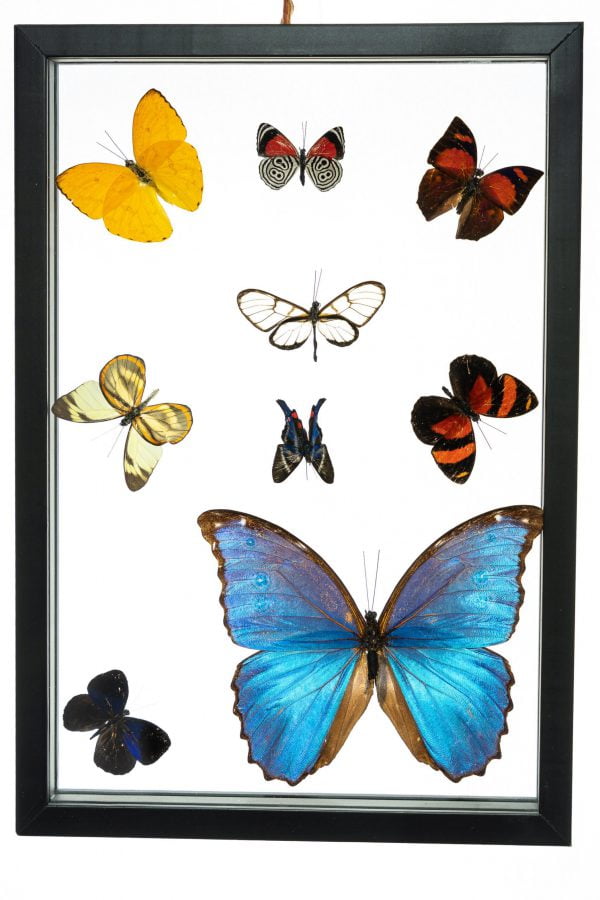 - The Butterfly Connection - 9 Count Real Framed Butterflies (13x9) 1 Morpho 1 Fine Small 7 mixed butterflies
