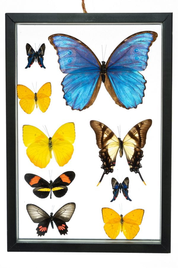 - The Butterfly Connection - 9 Count Real Framed Butterflies (16x7) 1 Morpho + 8 mixed butterflies