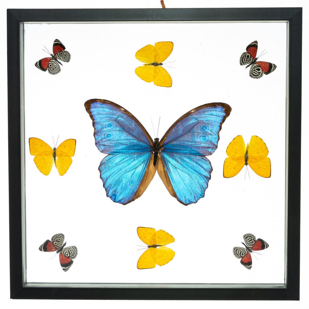 Real Butterfly Framed Wall Art Free Shipping 9 Count Real Framed