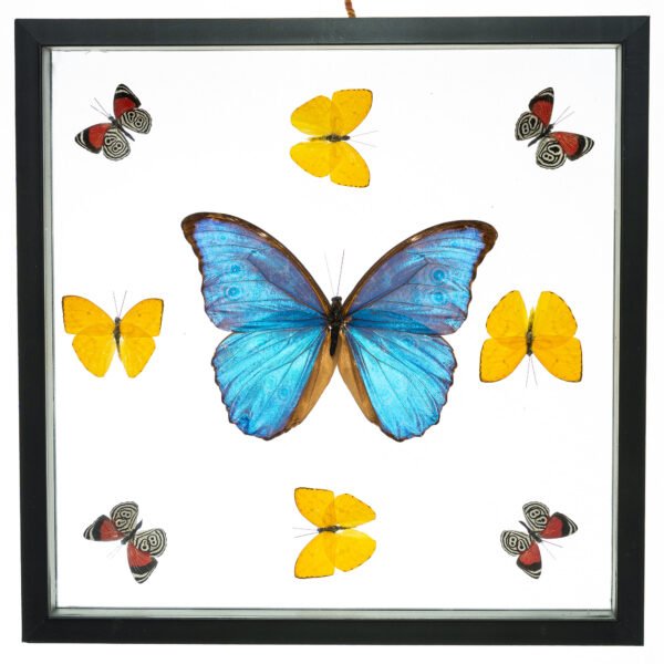- The Butterfly Connection - 9 Count Real Framed Butterflies (12x12) 1 Morpho + 8 mixed butterflies