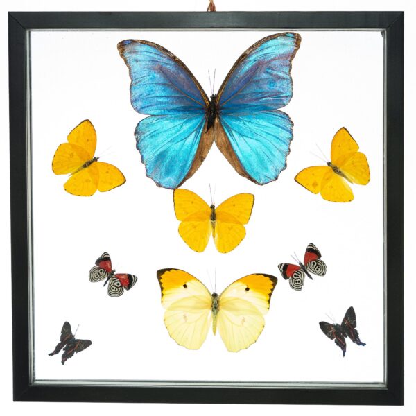 - The Butterfly Connection - 9 Count Real Framed Butterflies (12x12) 1 Morpho + 8 mixed butterflies