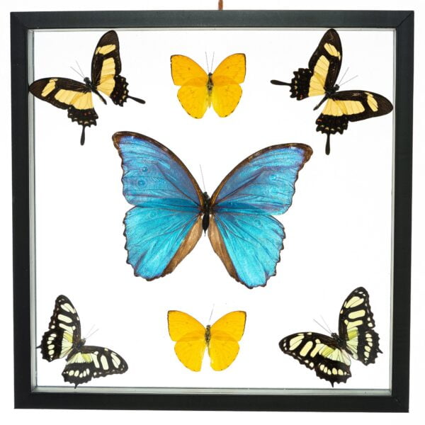 - The Butterfly Connection - 7 Count Real Framed Butterflies (12x8) 1 Morpho + 6 mixed butterflies