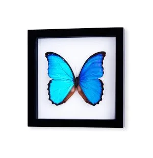 Blue Morpho