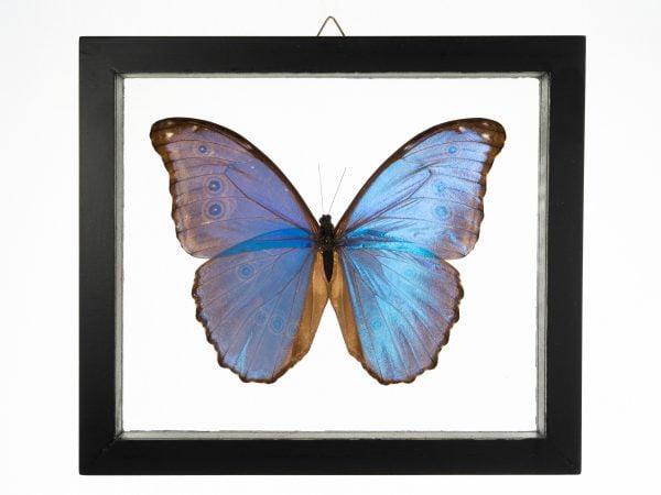 - The Butterfly Connection - 1 Blue Morpho 7x7