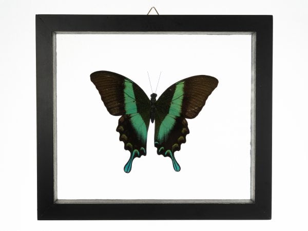 - The Butterfly Connection - 1 Green Mountain Swallowtail Papillio Palinurus 7x7