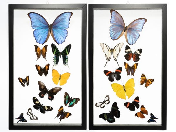 - The Butterfly Connection - 24 Count Real Framed Butterflies (32x20) 2 Morpho + 22 mixed butterflies