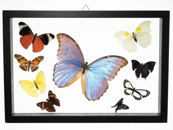 - The Butterfly Connection - 9 Count Real Glass Framed Butterfly 13 x 9