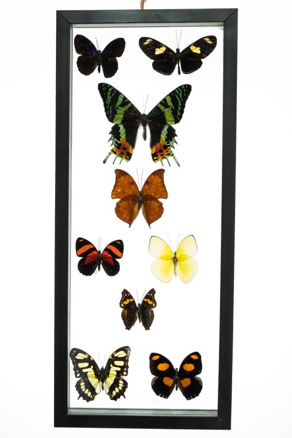 - The Butterfly Connection - 9 Count Real Glass Framed Butterfly 7 x 16
