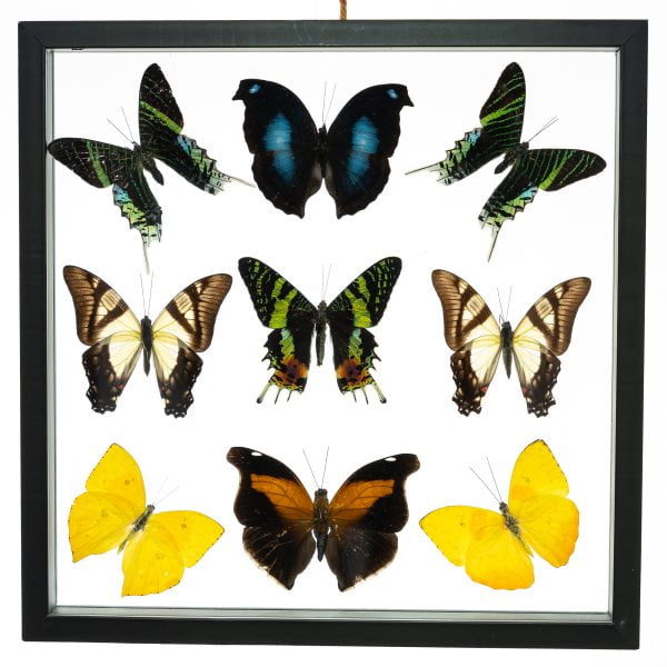 - The Butterfly Connection - 9 Count Real Glass Framed Butterfly 12 x 12