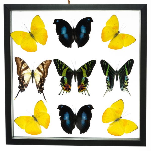 - The Butterfly Connection - 9 Count Real Glass Framed Butterfly 12 x 12