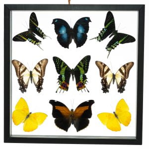- The Butterfly Connection - frames