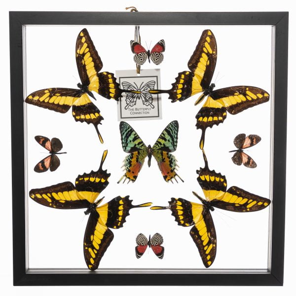- The Butterfly Connection - 9 Count Real Framed Butterflies (12x12) 1 Sunset Moth 8 mixed butterflies