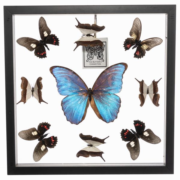 - The Butterfly Connection - 9 Count Real Framed Butterflies (12x12) 1 Blue Morpho 8 mixed butterflies