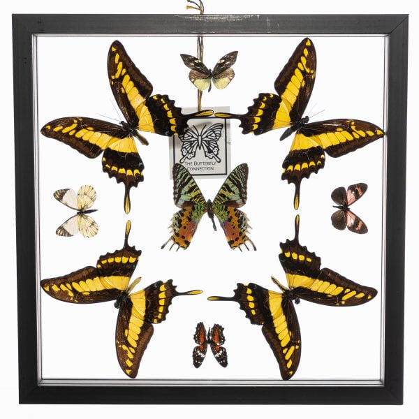 - The Butterfly Connection - 9 Count Real Framed Butterflies (12x12) 1 Sunset Moth 8 mixed butterflies